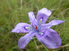 Moraea inclinata
