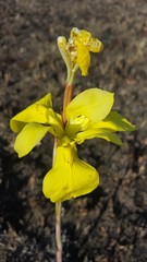 Moraea hiemalis