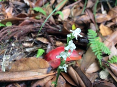 Platanthera brevicalcarata