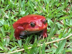 Dyscophus antongilii