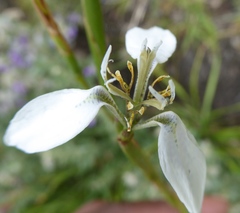 Moraea brevistyla