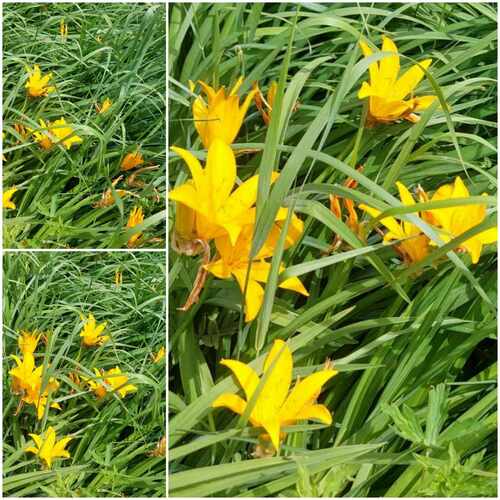 Hemerocallis lilioasphodelus