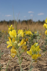 Thermopsis lanceolata
