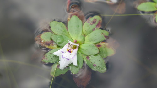 Image of Lindernia conferta by (c) Hlengiwe Mtshali, some rights reserved (CC BY-SA)