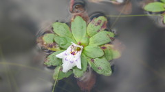 Lindernia conferta