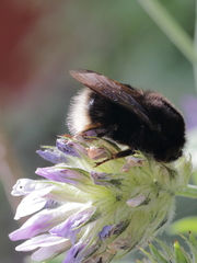 Bombus terrestris canariensis
