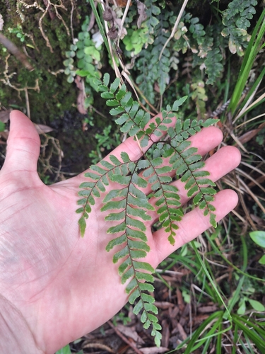 Image of Adiantum fulvum by (c) Oscar Dove, some rights reserved (CC BY)