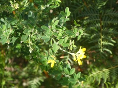 Genista stenopetala