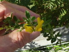 Genista stenopetala