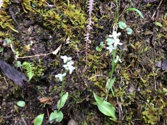 Platanthera brevicalcarata