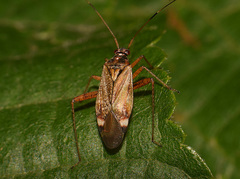 Closterotomus fulvomaculatus