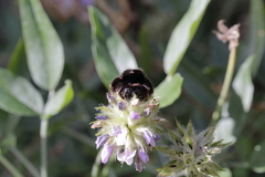 Bombus terrestris canariensis