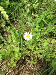 Bellis perennis