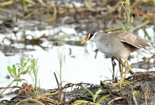 White-browed Crake (Poliolimnas cinereus), photo 3