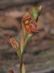 Pterostylis squamata