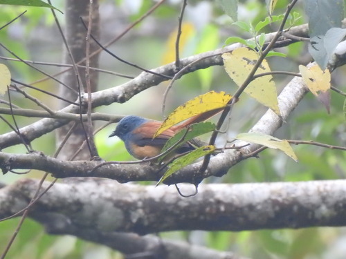 Blue-headed Fantail (Rhipidura cyaniceps), photo 5