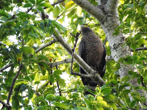 Philippine Serpent Eagle (Spilornis holospilus), photo 9