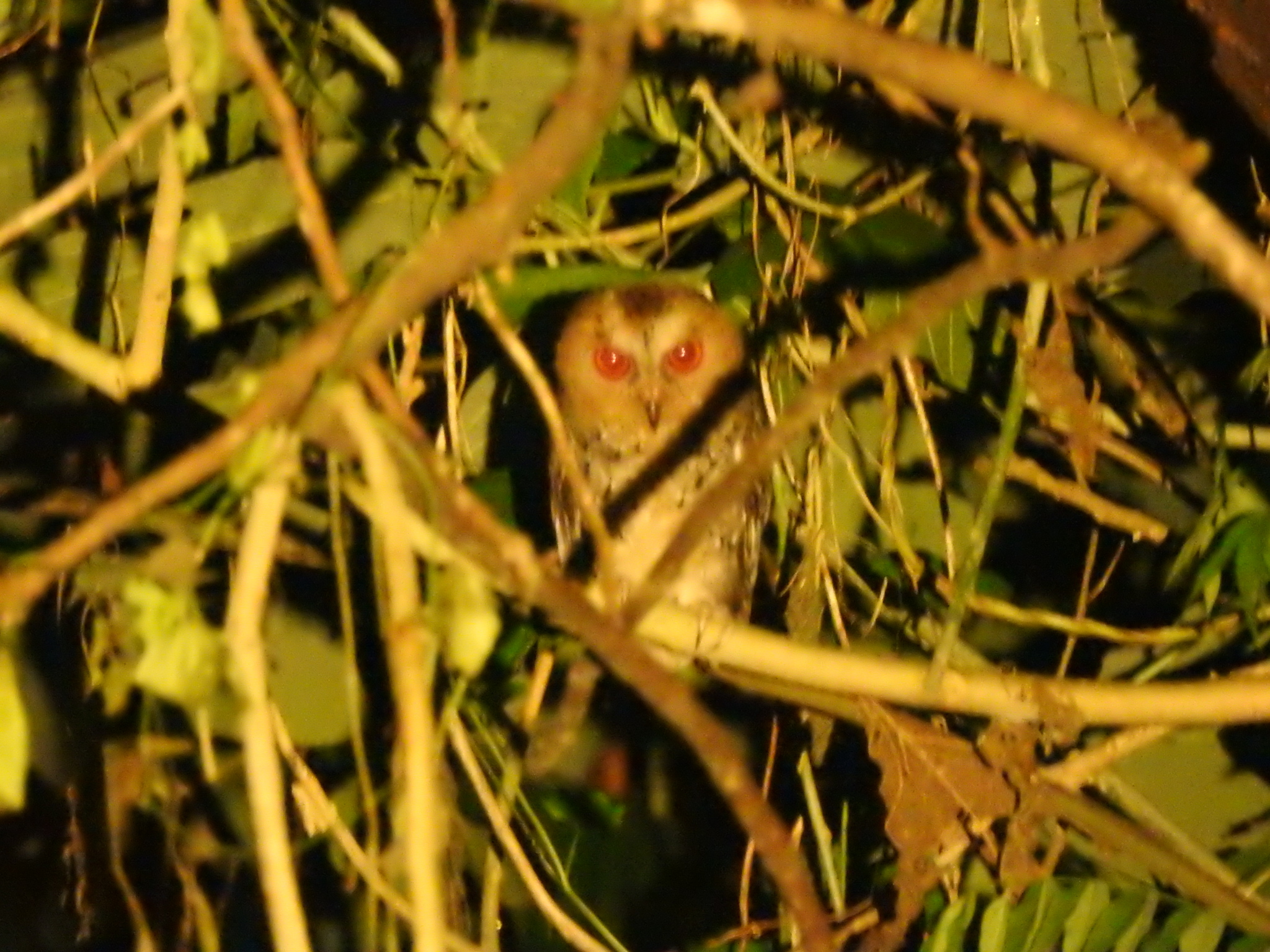 Philippine Scops Owl (Otus megalotis), photo 7