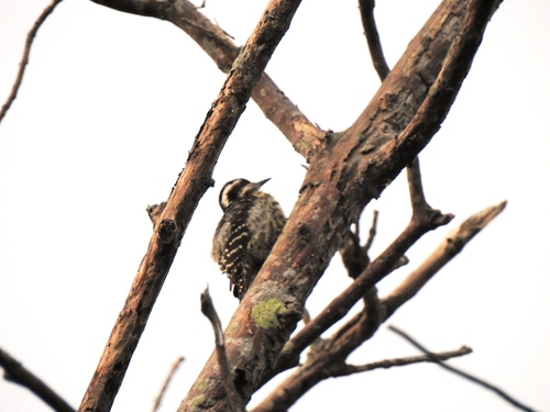 Philippine Pygmy Woodpecker (Yungipicus maculatus), photo 7