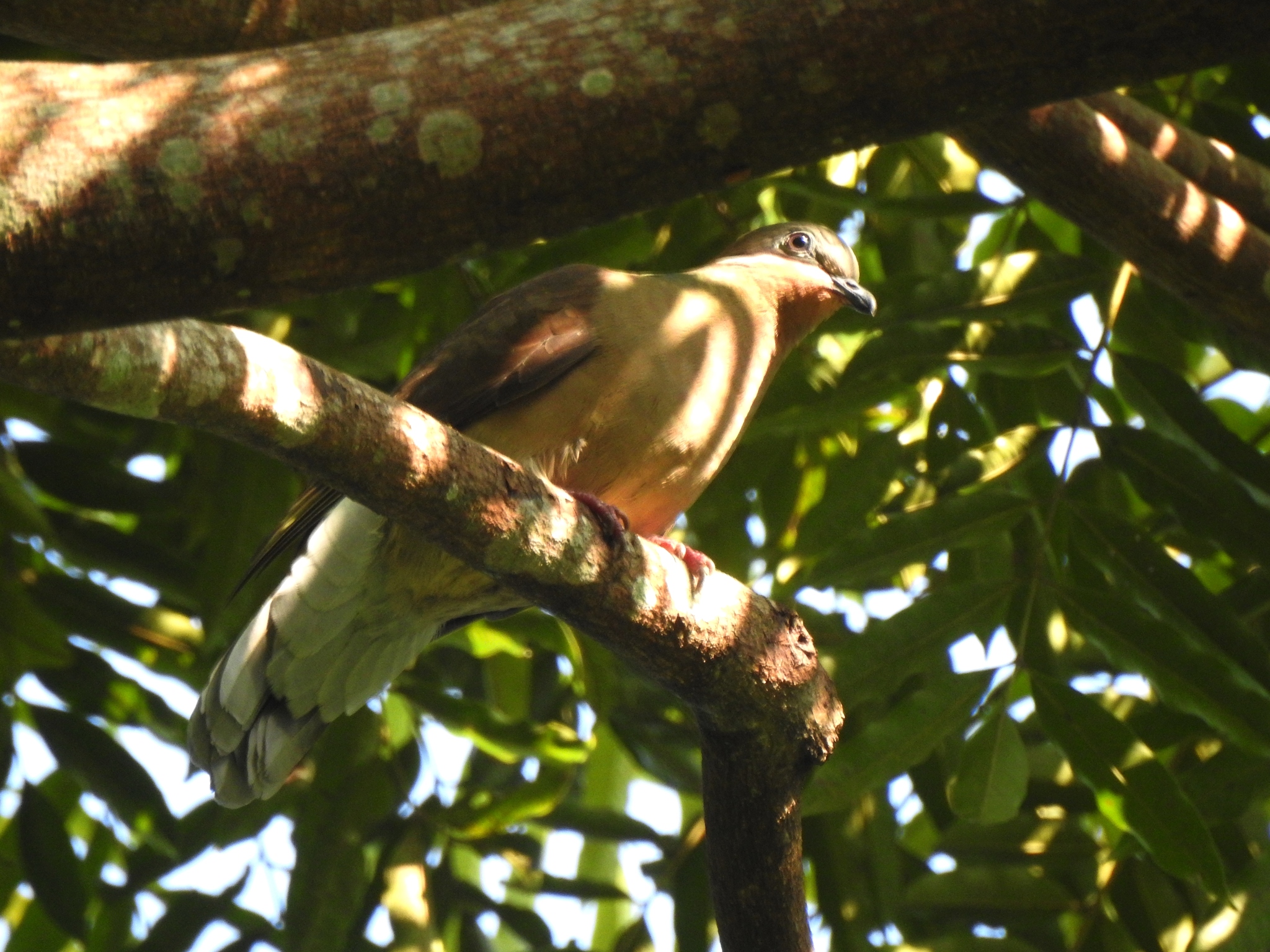 White-eared Brown-Dove illustration