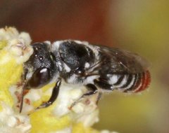 Megachile callura