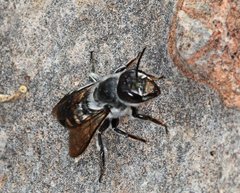Megachile canifrons