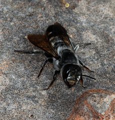 Megachile canifrons