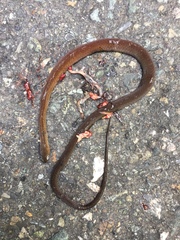 Gongylosoma baliodeira