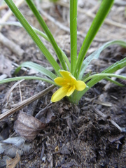 Hypoxis angustifolia