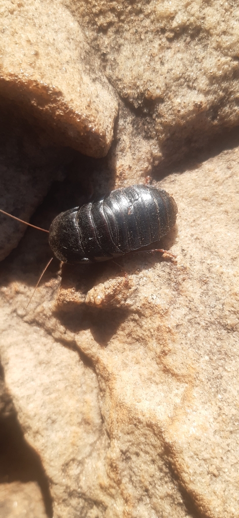 Barrel Roaches from Pretoria St & Cresswell Rd - SA Council For Natural ...