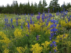Delphinium dictyocarpum