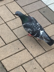 Columba livia domestica