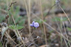Gueldenstaedtia verna