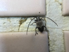 Exocentrus guttulatus