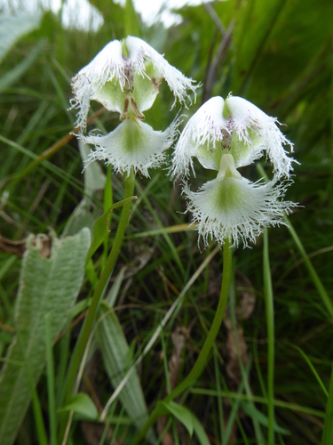 Image of Huttonaea grandiflora by (c) Hlengiwe Mtshali, some rights reserved (CC BY-SA)