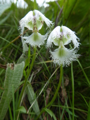 Huttonaea grandiflora