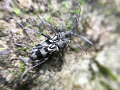 Chlorophorus macaumensis