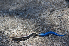 Plestiodon skiltonianus interparietalis