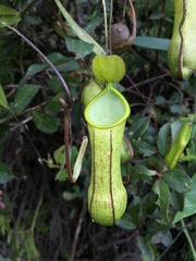 Nepenthes