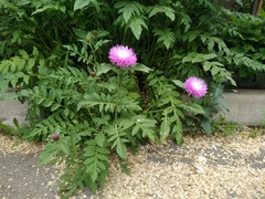 Psephellus hypoleucus