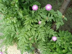 Psephellus hypoleucus