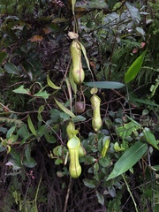 Nepenthes