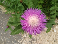 Psephellus hypoleucus