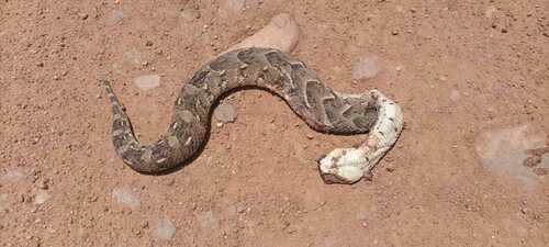 Puff Adder