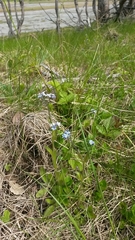 Myosotis decumbens