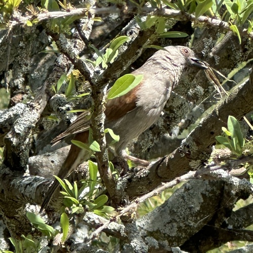 Parrot-billed Sparrow (Passer gongonensis), photo 5