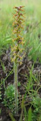 Holothrix thodei