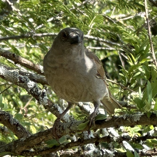 Parrot-billed Sparrow (Passer gongonensis), photo 6