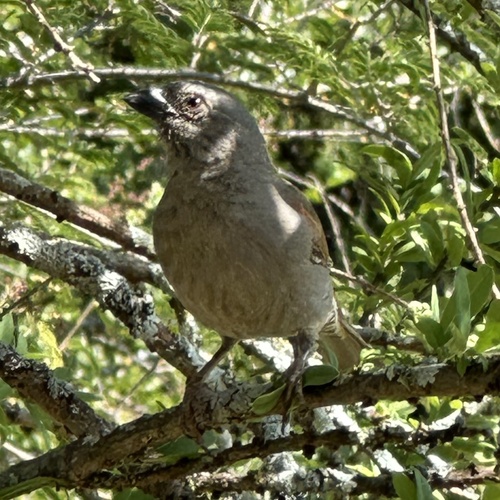 Parrot-billed Sparrow (Passer gongonensis), photo 8