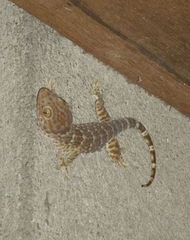 Gekko gecko